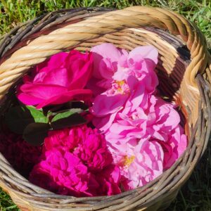 Panier de roses de Damas et roses de Mai après cueillette