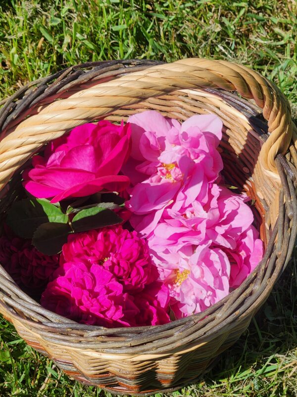 Panier de roses de Damas et roses de Mai après cueillette