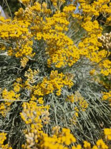 Zoom sur l’Immortelle