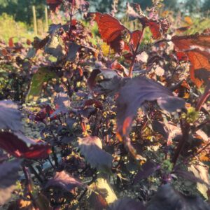 Fleurs et feuilles de shiso