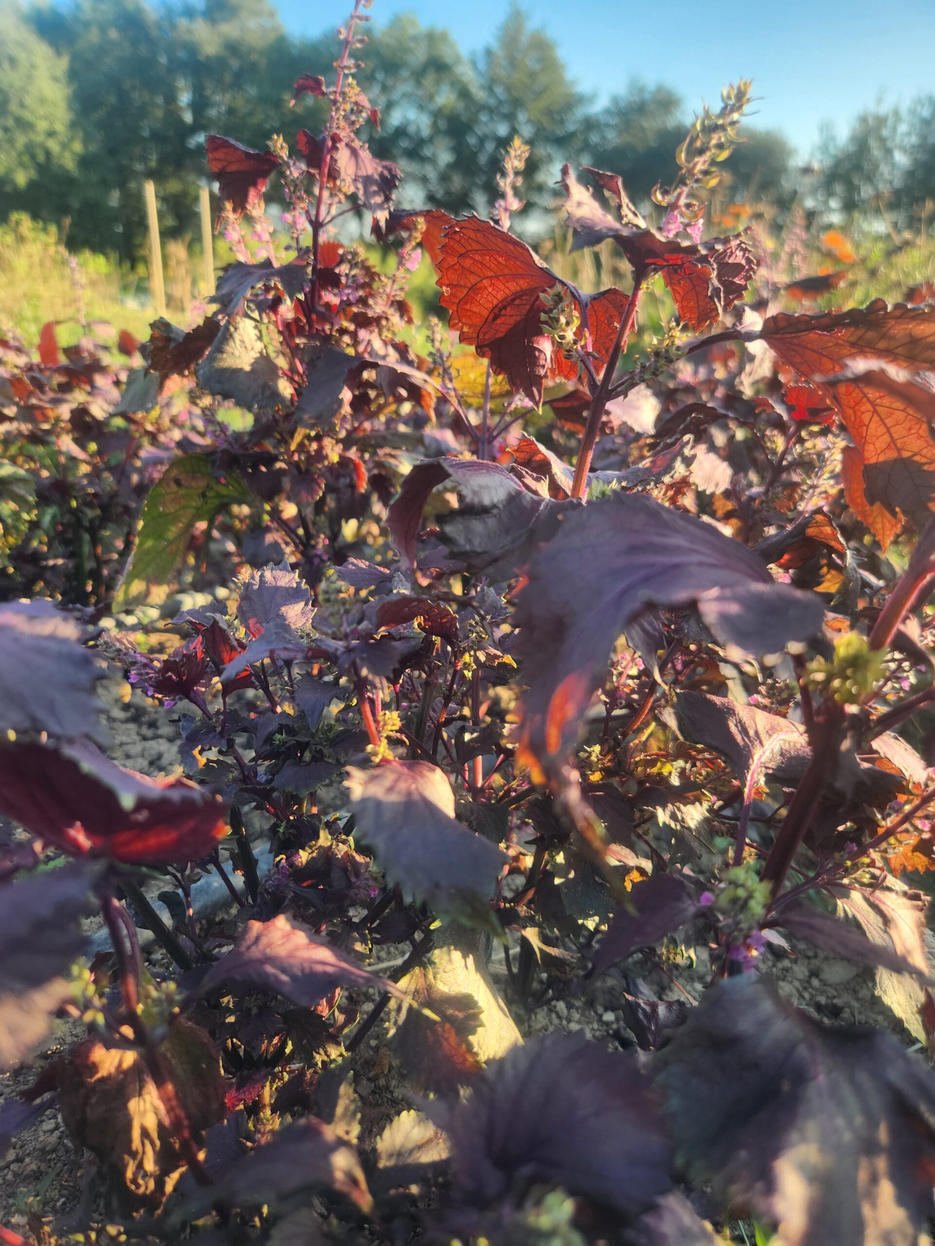 Fleurs et feuilles de shiso